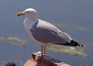 Larus_argentatus