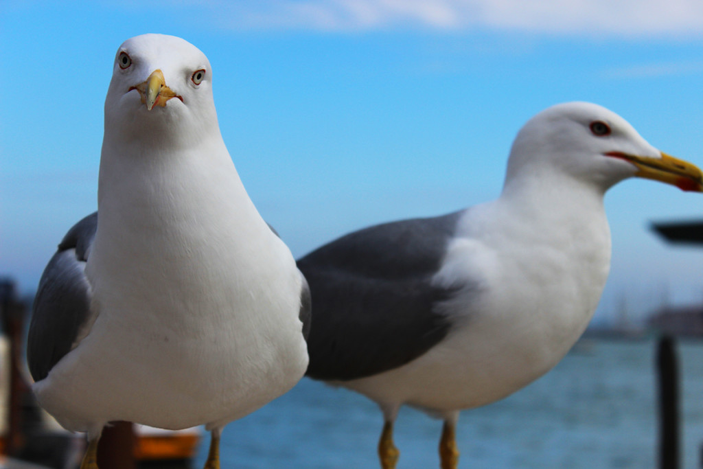 seagulls-venice