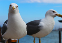 Seagulls over Italy: Why Gulls Have Taken Over Italian Cities seagulls-venice