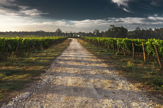 country lane, gravel road, tuscany