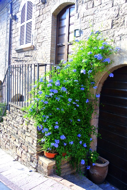 italy, flowers, country