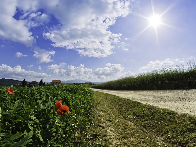 roads, poppies, flowers