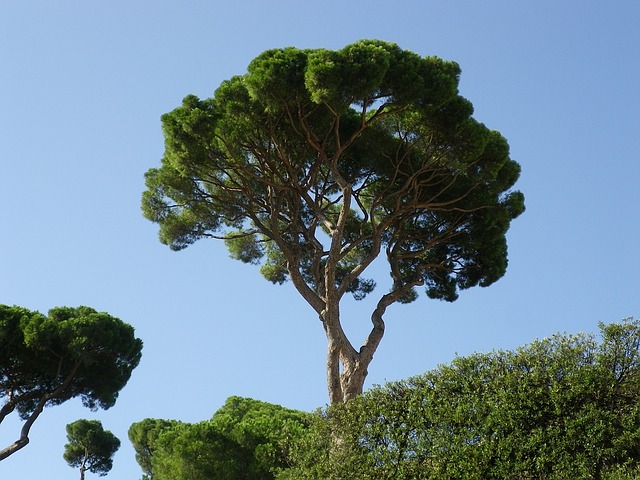 trees, pine, mediterranean