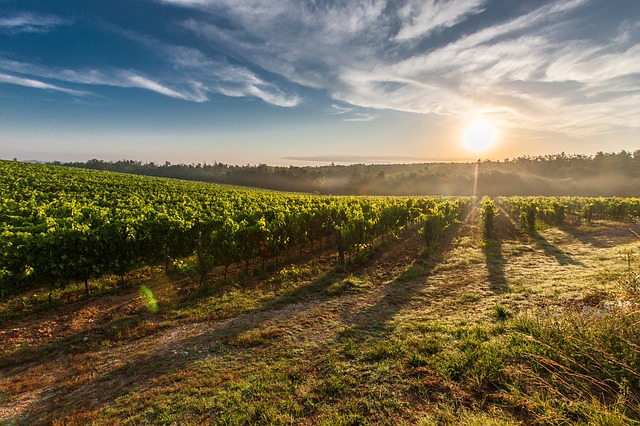 tuscany, grape, field