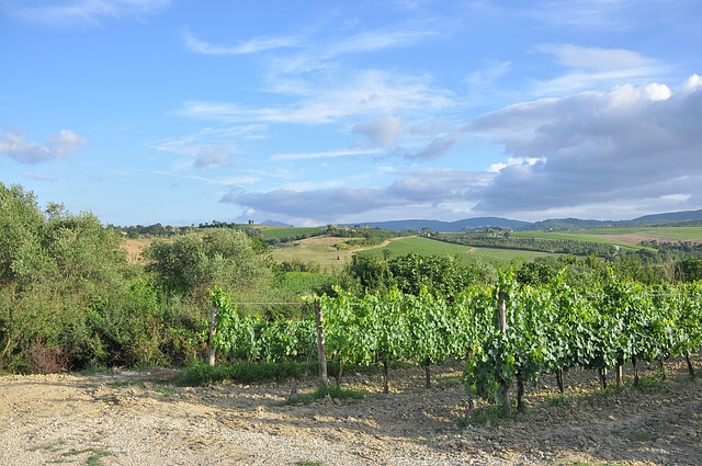 wineyard, grapeyard, grape farm