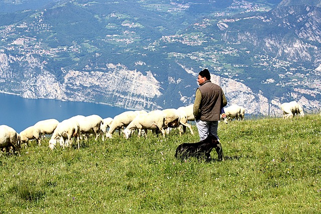 schäfer, flock of sheep lake garda, italy