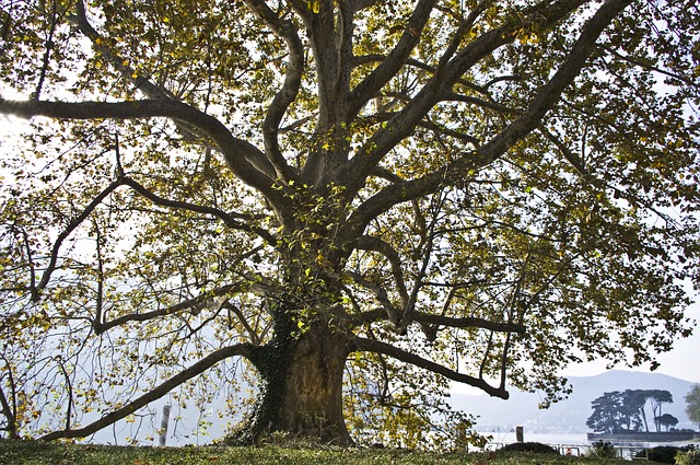 tree, italy, nature