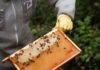 bees