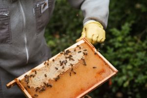 bees