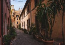 Bring Italy to Your Home: Inspiring Houseplants and Flowers for Your Interior italian plants