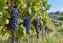 Italian Biodynamic Wines to Try: Producers, Bottles and Labels Explained