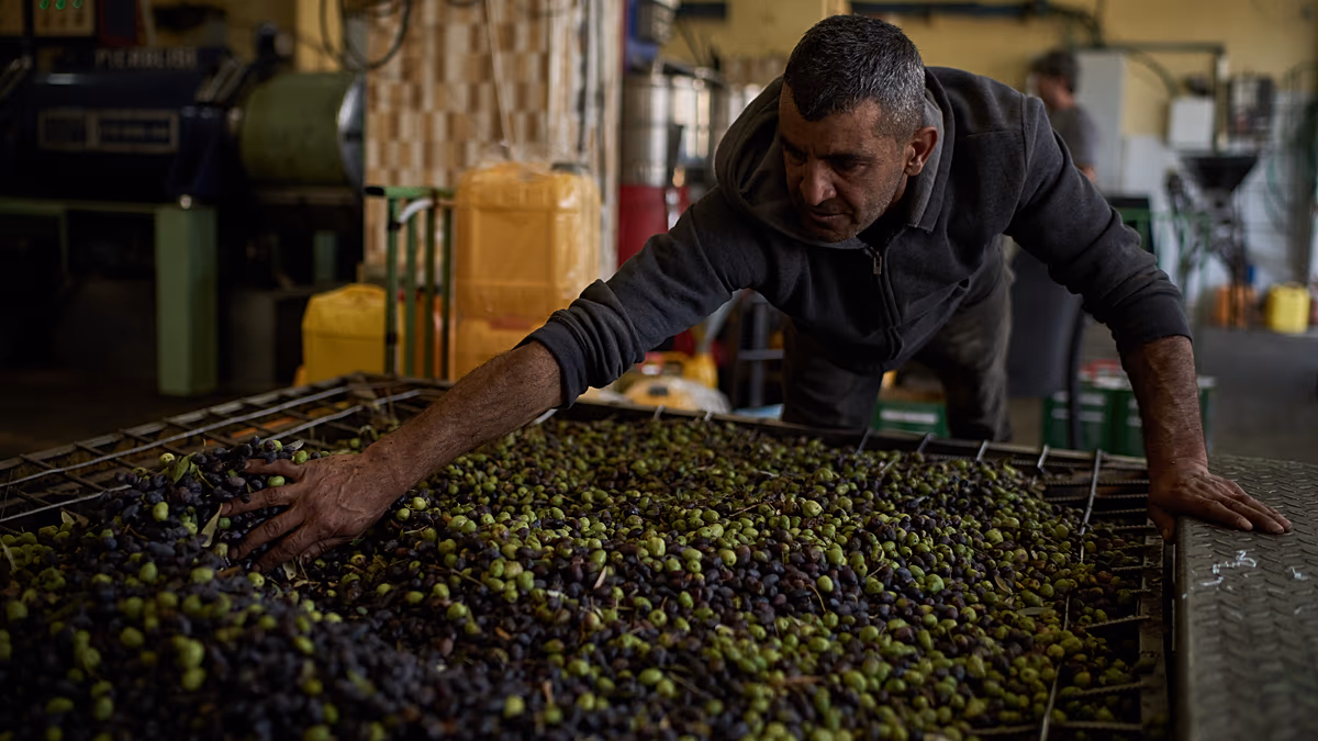 News photograph related to Four Italian activists held during West Bank olive harvest amidst rising settler violence